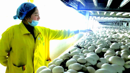 江蘇 食用菌產業助力群眾就業增收